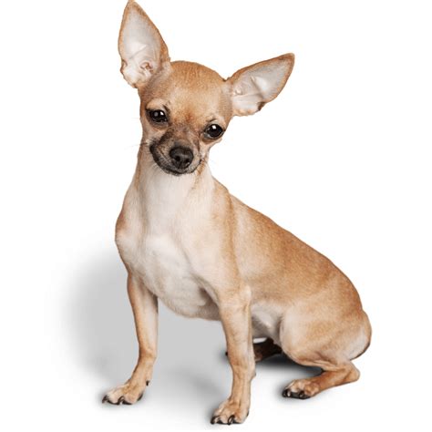 Чихуахуа | Цена и подходящ развъдник | VetClinics