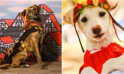 Adote Um Bichinho Na Bauernfest Feira De Ado O Ser Realizada Na