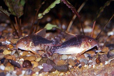 Raising and Breeding Corydoras gossei