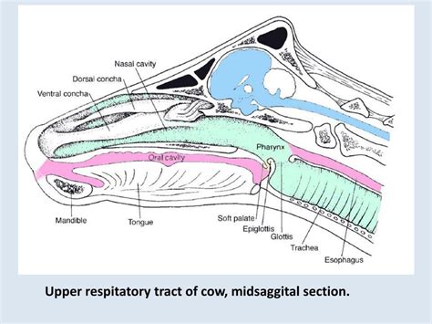 Ppt L 7 Respiratory System Functional Anatomy And Respiratory Volume