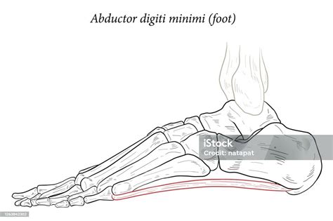 Abductor Digiti Minimi Muscle Of Foot Stock Illustration Download Image Now Abductor Digiti