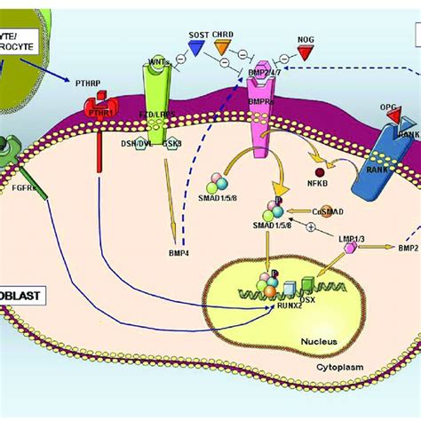 The Osteogenic Network The Figure Stigmatizes The Main Signaling