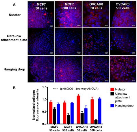 Extracellular Matrix Protein Deposition In The Multicellular Breast And