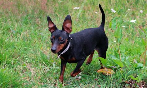 Diferencias Entre La Raza Pinscher Y Chihuahua