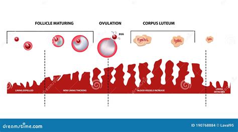 Scheme of Ovulation. Female Menstrual Cycle, Phases Stock Vector - Illustration of menstrual ...