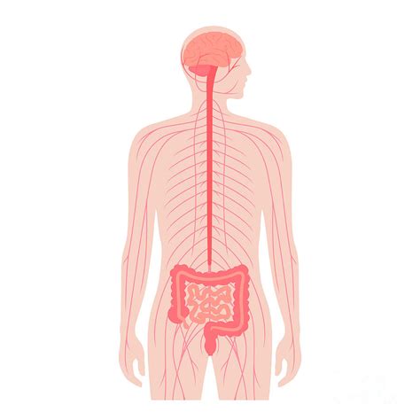 Gut Brain Connection Photograph By Pikovit Science Photo Library