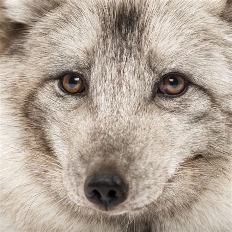 do foxes attack domestic cats 3