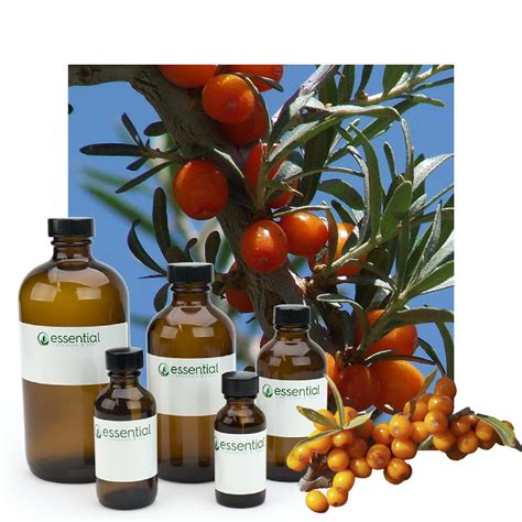 Sea Buckthorn Berry Oil Responsibly Grown Buy Bulk Essential Labs