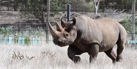 black rhinoceros Archives - The Animal Facts