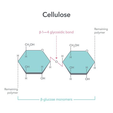 Cellulose structure science vector illustration diagram 26586279 Vector ...