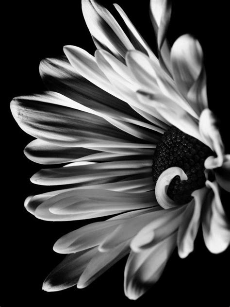 Black and White Flower Photography