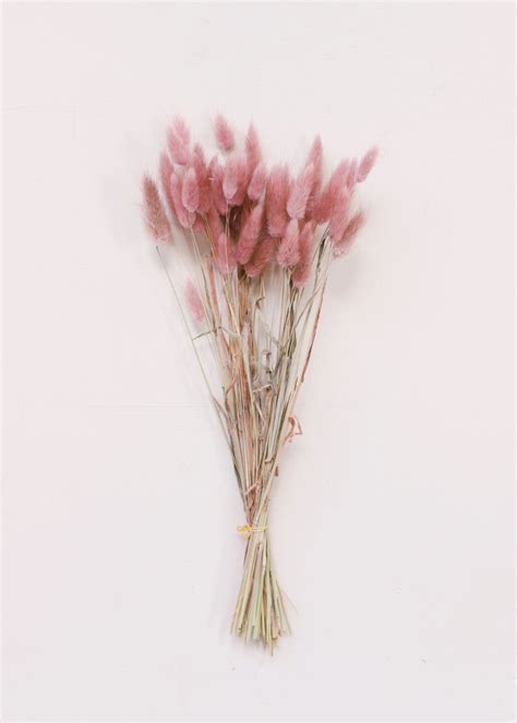 Dried Bunny Tail Grass Dried Pink Flowers And Grasses Afloral In 2020 Pink Aesthetic