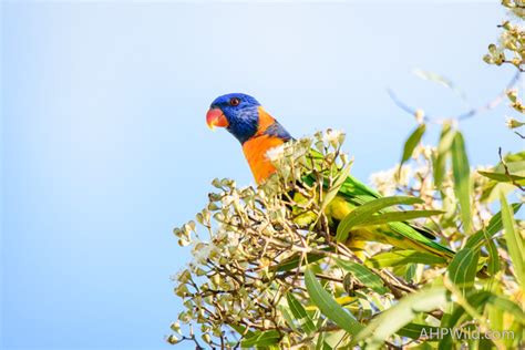 Red-collared Lorikeet – AHP Wild