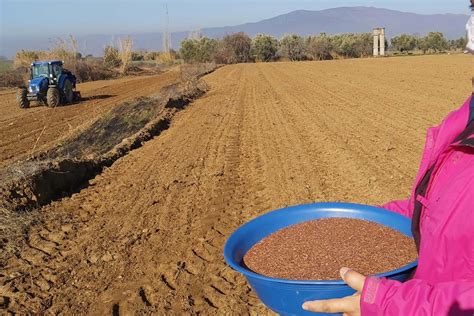 Egenin İlk Yerli Liflik Keten Tohumu Projesi Döngü Kooperatifi