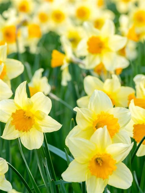 Flower Meaning and Symbolism: What do Daffodils Mean?