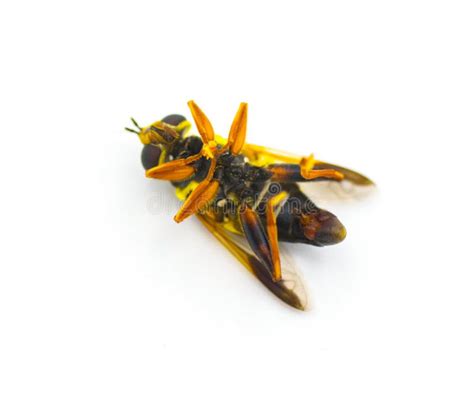 Black And Yellow Stripe Hornet Stock Image Image Of Brilliant Nature 21102161