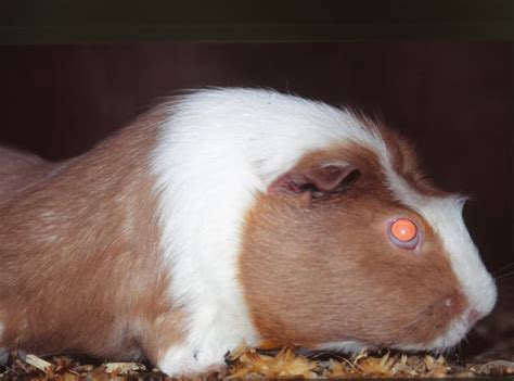 How To Breed Guinea Pigs Hubpages