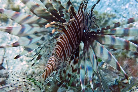 Lionfish St John Life