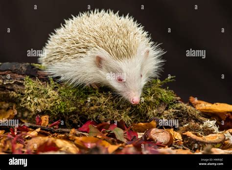 Albino African Pygmy Hedgehog