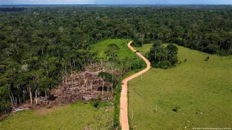 Amazon deforestation down 50% in 2023: Brazil