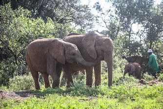 Keepers Diary February 2021 Summary For Nairobi Nursery Unit