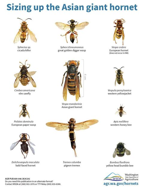 Everything You Need To Know About Murder Hornets Pest Brigade