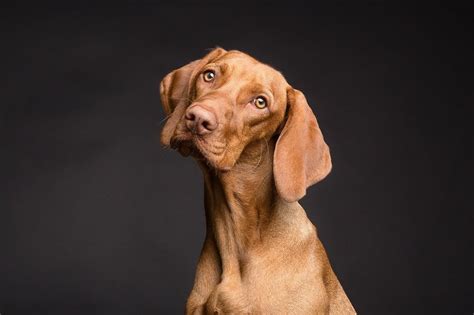 Les Signes De Stress Chez Le Chien Chiens En Ville