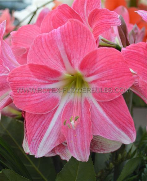 HIPPEASTRUM AMARYLLIS UNIQUE MIDI NEON 34 36 CM 6 P OPEN TOP BOX