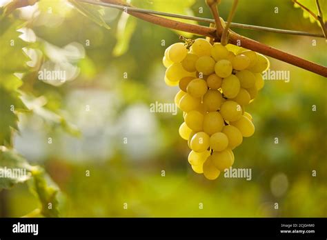 white grapes carbs  kaitlyn fitzhardinge blog
