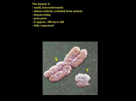 PPT Evolution Of Sex Determination And Sex Chromosomes What Can We Learn From Fish