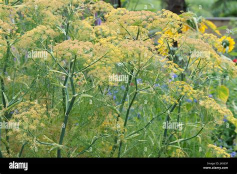 Foeniculum Vulgare Purpureum Bronze Fennel In Flower Uk Stock Photo