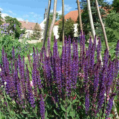 Meadow Sage Lyrical White Salvia Nemorosa Lyrical White Meadow