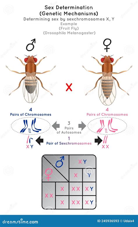 Sex Determination Genetic Mechanisms By Sexchromosomes Infographic