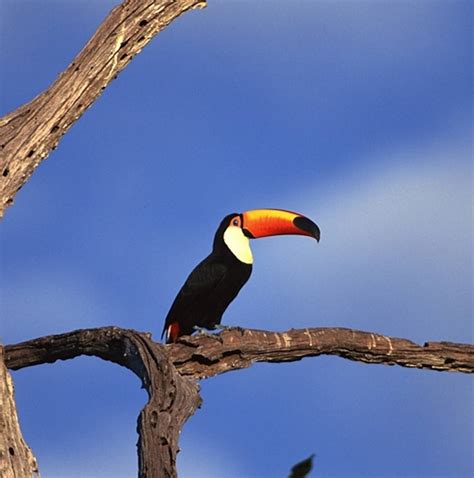 10 Best Brazil Small Group Tours & Trips 2025/2026 - TourRadar