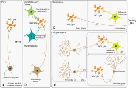 The Roles Of Neuron Ng2 Glia Synapses In Promoting Oligodendrocyte Development And Remyelination