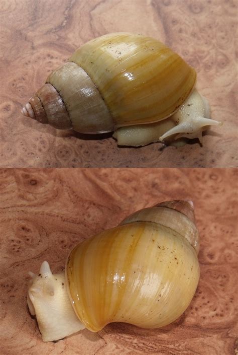 Limak Limaki Lissachatina Fulica Rodatzi Albino