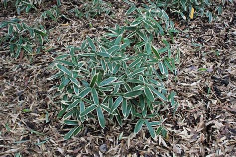 Kuma Zasa Bamboo Sasa Veitchii Garden Org