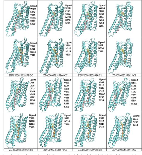 Figure 2 From Probing The Activation Mechanisms Of Agonist DPI 287 To