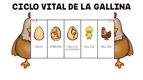 Ciclo De Vida De Los Animales Para Niños