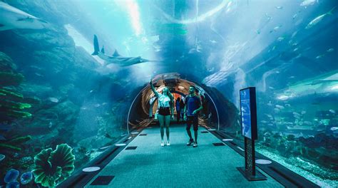 Dubai aquarium i zoo I Atrakcja sprawdź ofertę Podróże z Hubertem