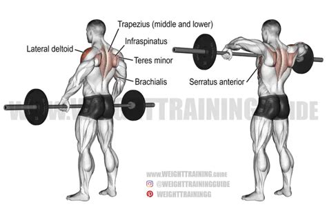 Seated Barbell Bent Knee Good Morning Exercise Instructions And Video