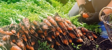 A Farmer Harvesting Carrot On The Field Growing Organic Vegetables
