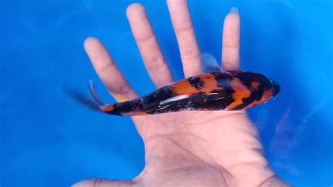 Harga Ikan Koi Goromo Agro Koi Farm Kediri Jual Ikan Koi