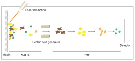 MALDI-TOF Mass Spectrometry - Creative Proteomics