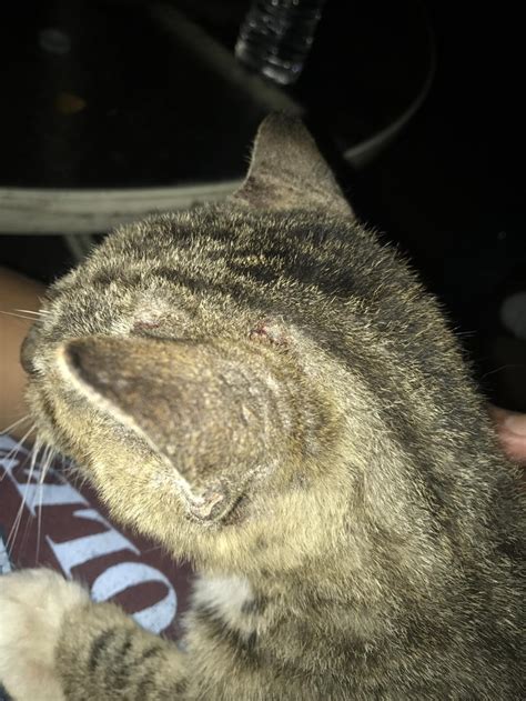 Why Does My Cat Scratch A Lot And Has A Lot Of Scabs On His Head And