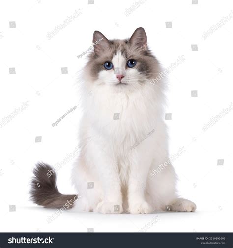 Pretty Bicolor Ragdoll Cat Sitting Facing库存照片2310893603 Shutterstock