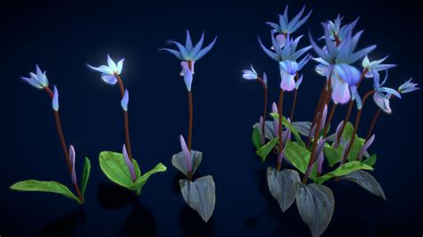 Flower Calypso Bulbosa - 3D Model by cuongvc