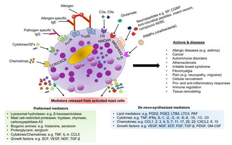 Mast Cell Diagram