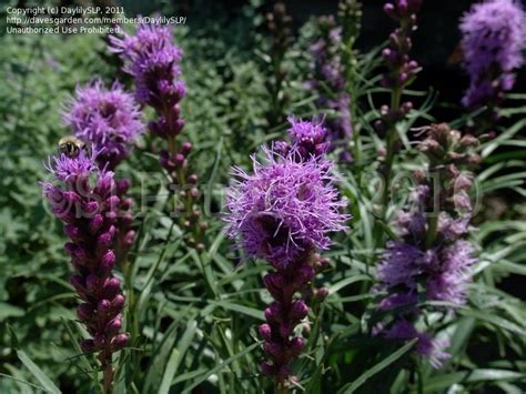 PlantFiles Pictures: Liatris, Blazing Star, Dense Blazing Star, Gay Feather 'Kobold' (Liatris