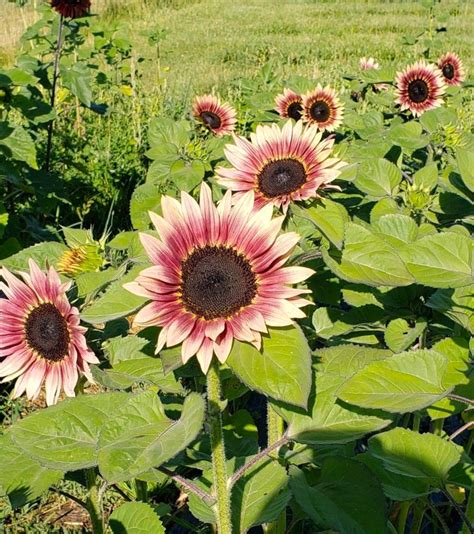 Procut Plum F1 Sunflower Seeds Pink Sunflowers Pollenless Purple Red Single Stem Tall Flower